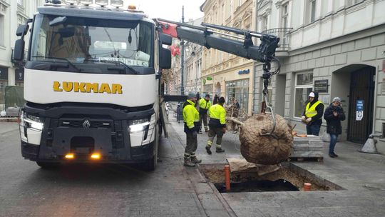 Europejskie drzewa przy Piotrkowskiej. Kosztowały 800 tys. zł