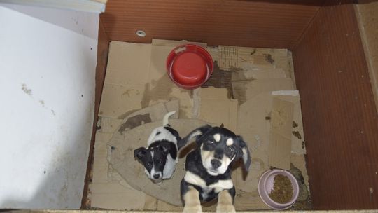 Koszmar zwierząt w nielegalnej hodowli w Łódzkiem. Zabrano kilkadziesiąt wycieńczonych szczeniąt!