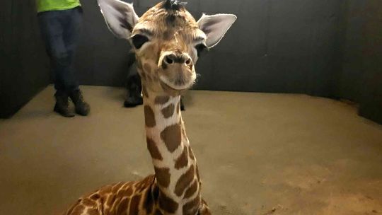 Nie tylko Kyan i Taru. Łódzkie zoo pożegnało kolejne zwierzę