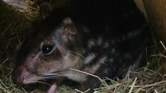 Nowy mieszkaniec Orientarium Zoo Łódź. Przyjechał do nas z Niemiec
