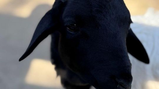 Papuziki, zwisogłówki i... Maniek. Nowe "twarze" w Orientarium Zoo Łódź