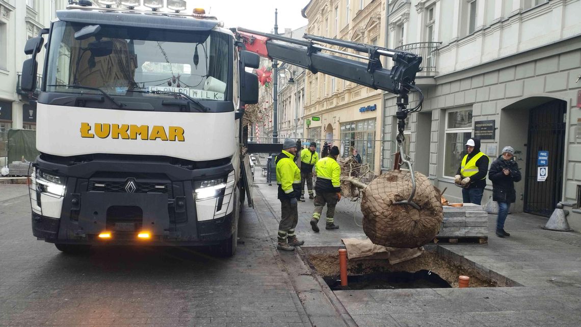 Europejskie drzewa przy Piotrkowskiej. Kosztowały 800 tys. zł