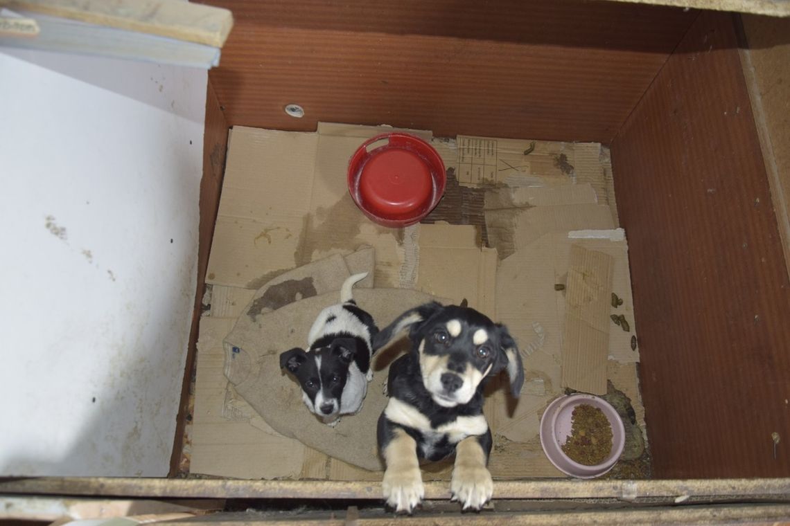 Koszmar zwierząt w nielegalnej hodowli w Łódzkiem. Zabrano kilkadziesiąt wycieńczonych szczeniąt!