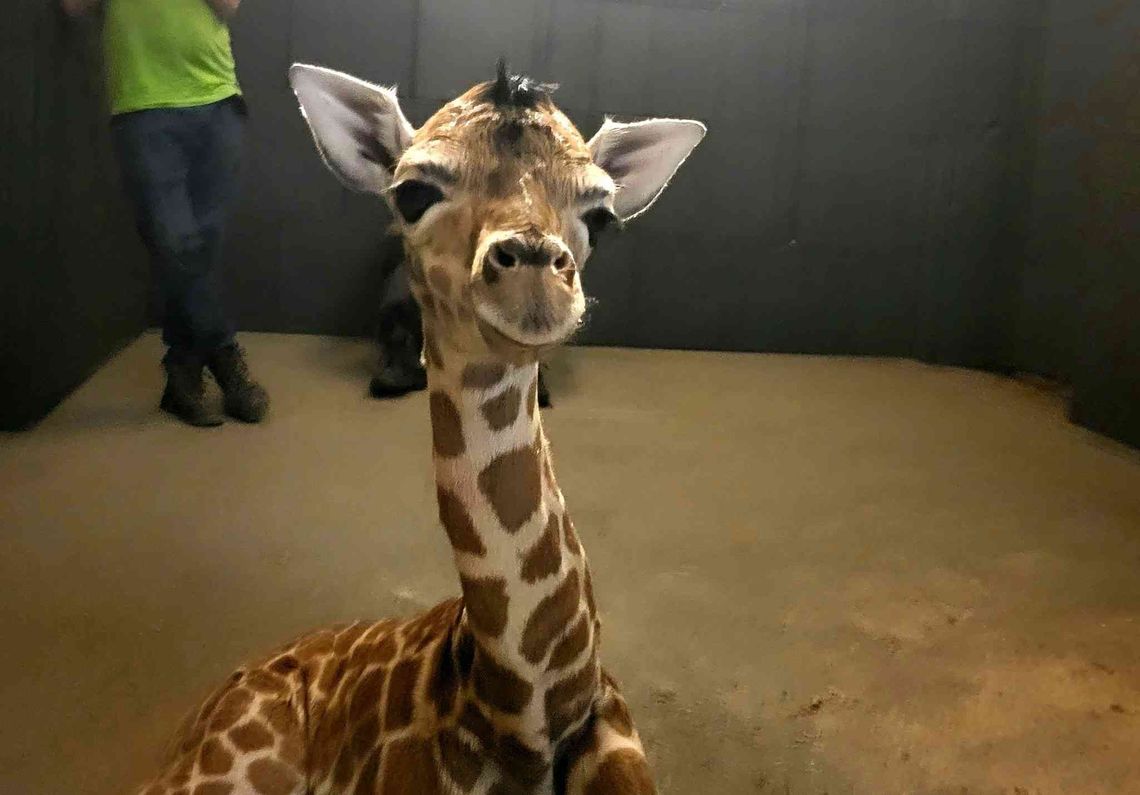 Nie tylko Kyan i Taru. Łódzkie zoo pożegnało kolejne zwierzę