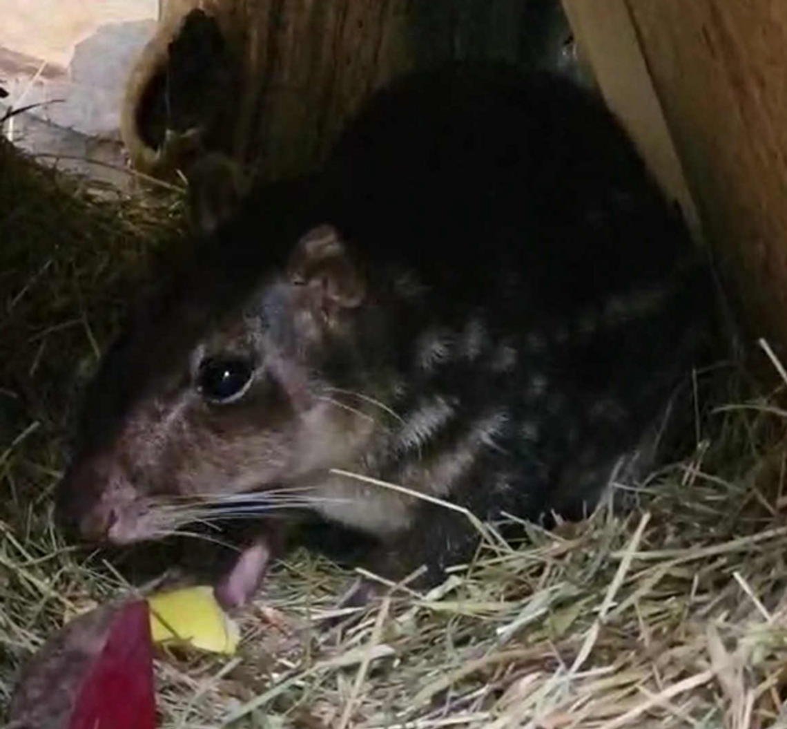 Nowy mieszkaniec Orientarium Zoo Łódź. Przyjechał do nas z Niemiec