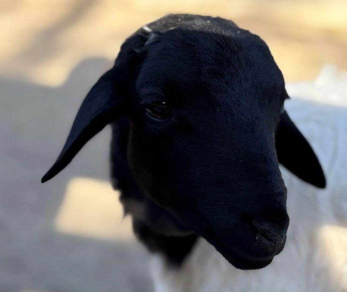 Papuziki, zwisogłówki i... Maniek. Nowe "twarze" w Orientarium Zoo Łódź Papuziki, zwisogłówki i... Maniek. Nowe "twarze" w Orientarium Zoo Łódź